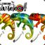 CHAMELEON
