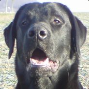Mj.Motzki - steam id 76561197975788708