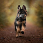 твой старик