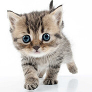 CatLover67