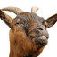advait donkey