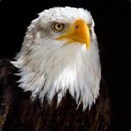 White_Eagle - steam id 76561197961163042
