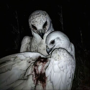 柚子写投诉信给果园吐槽自己太圆不好拿