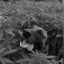 Monkey0741