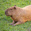 capybara ⛟♿