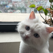 Cậu Lịch cầm phóng