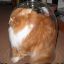 catfood