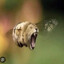 BEE-LION