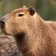 Capybara93