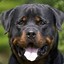 Admiral.Rottweiler