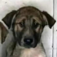 Simon_Rilley EasySkins com