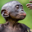 ape
