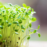 микрозелень