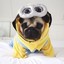 Pug