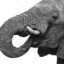 Mr.Elephant