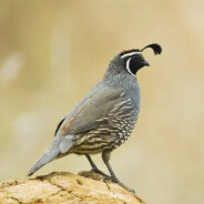 quail