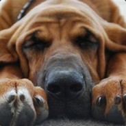 bloodhound