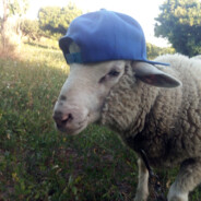 Nha Borrego Di Monti