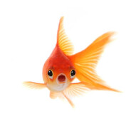 Gold fish