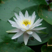 小猫不爱烤面包