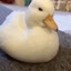 Mr Duckworth