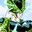 Perfect Cell
