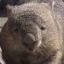 (((!!!THE WOMBAT!!!)))