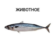 какашки мне в кар