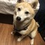 xiaolelolz