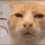 Catito