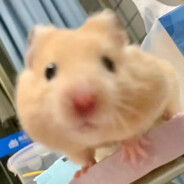 薯薯怒蘸番茄酱