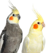 2 Tamed Cockatiels