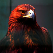 Ɇ₳₲ⱠɆ ĐØ₲