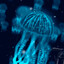 A singlular Jellyfish