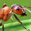 Ant No.7273