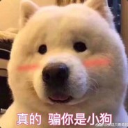 别欺负我，我很凶的