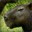 Lesser Capybara