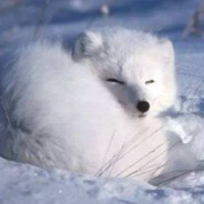 ArcticFox