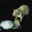 ✪ RAT ✪