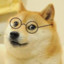 Doge4Life