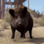 Feral Hog