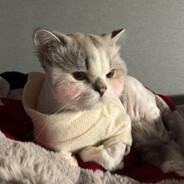 𝑺𝑬𝑵𝑰𝑶𝑹