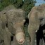 Elephant Bite