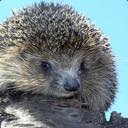Ёжик