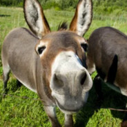 пусси киллер