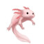 Axolotl_King_76