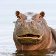 Hippopotamus