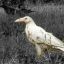 White Raven