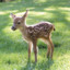 Baby Deer