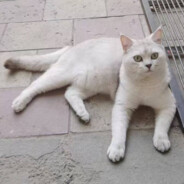 布丁是朵蒲公英